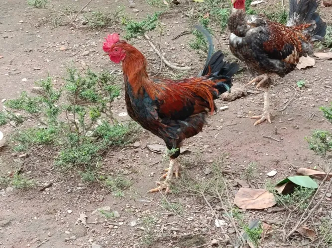 5 galos caipira