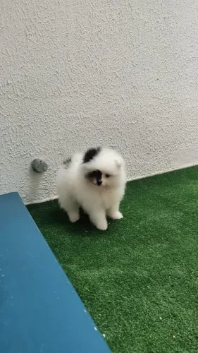Promoção especial Lulu da Pomerânia anão particolor