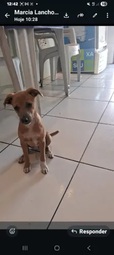 Linda cadelinha pra adoção tem 3 meses