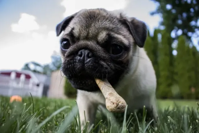 Pug - Olhinho apaixonants e carinha irresistível!