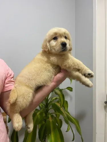Filhotes de Golden Retriever Com Pedigree 
