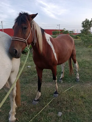 Vendo égua meio sangue mangalarga