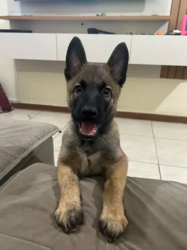 Vendo cachorro pastor Belga