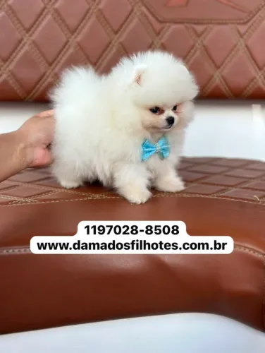 LULU DA POMERÂNIA EXCLUSIVO!!!