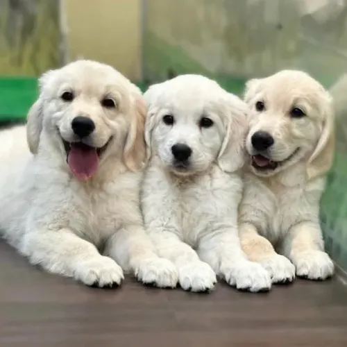 Filhotes de Golden Retriever | A alegria mais peluda que existe.