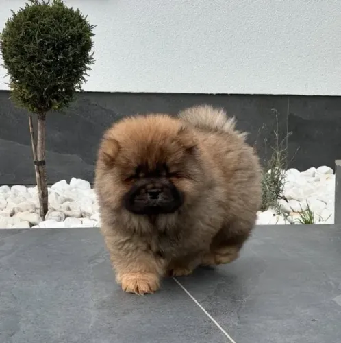 Filhotes de Chow Chow | Proteção e afeto