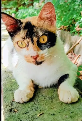 Linda gatinha tricolor castrada para adoção responsável.