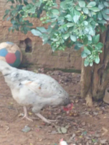 Galinha