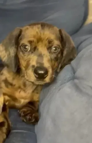 Basset
