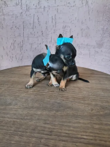 Pinscher 