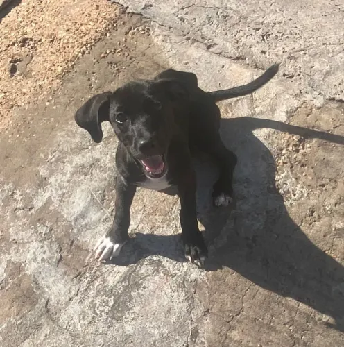 Doa-se filhotinha fêmea de cachorro