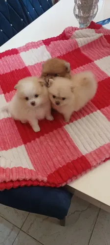 Filhotes didponiveis de lulu de pomerania anão