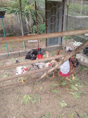 Galinhas
