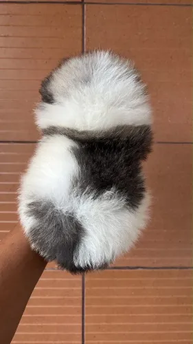 FÊMEA LULU DA POMERANIA 