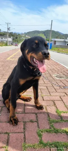Rottweiler