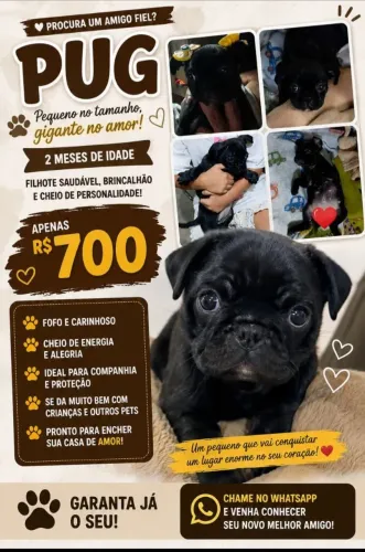 Estou vendendo essa cachorrinha