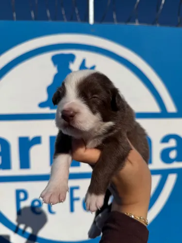 BORDER COLLIE C/ PEDIGREE CBKC