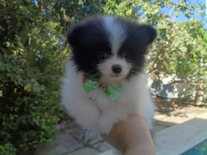 LULU MACHO