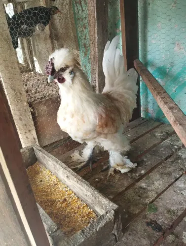 Galo smoot novo 