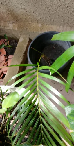 Muda palmeira 