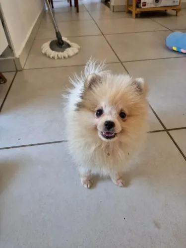 Lulu da Pomerânia Macho ANÃO com PEDIGREE