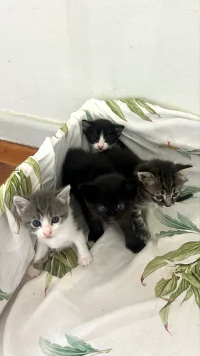 Gatinhos pra adoção