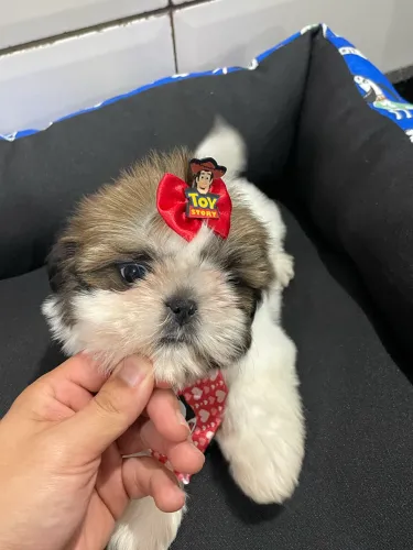 Filhotes de Shih-tzu 