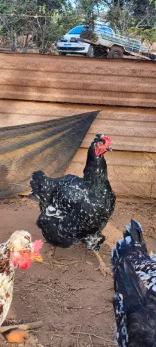 Galinha gsb