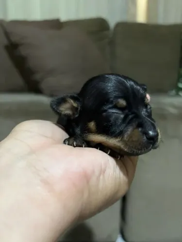 Vende-se Pincher 0