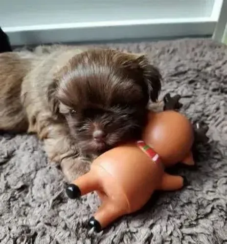 Shih tzu aguardando um novo lar.