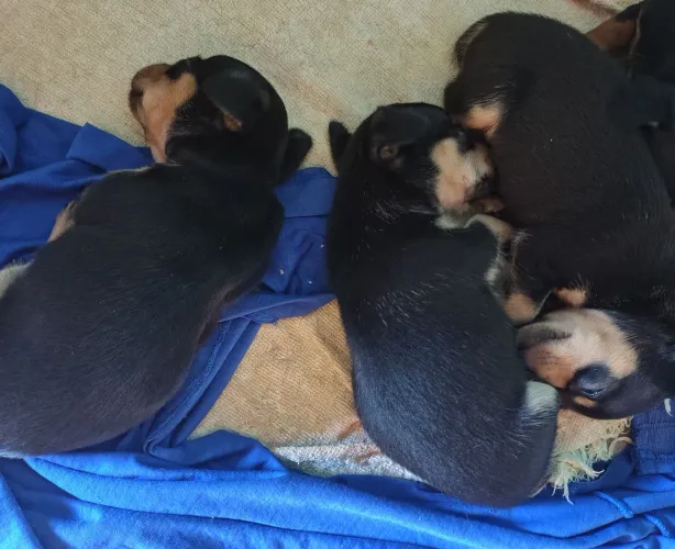 Filhotes de Pinscher 
