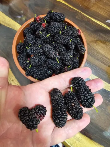 Mudas de amora gigante 