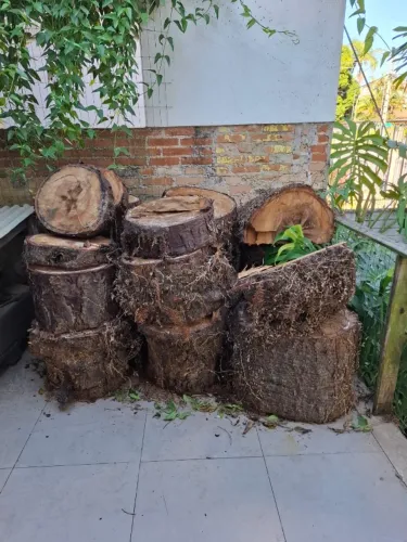 Toras de araucária