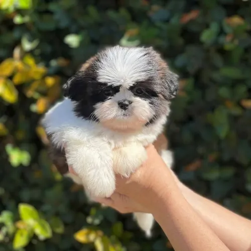 Shih Tzu (fêmea )