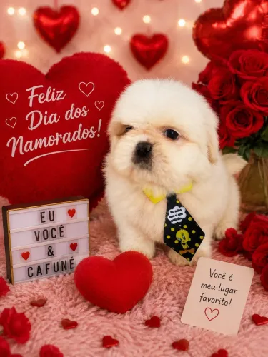 Seu Novo Amigo Shih Tzu