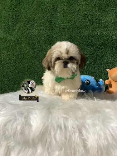 Filhote de Shih-Tzu macho com pedigree, 10X SEM JUROS! 
