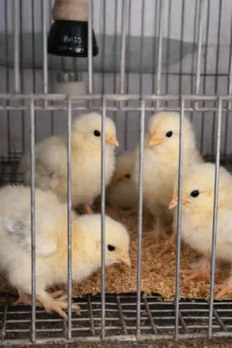 Franguinhos e pintinhos Brahmas Aparti de R$25,00