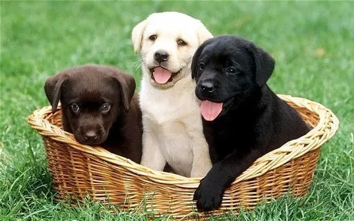 Lindos filhotes Labrador machos e Fêmea vacinados