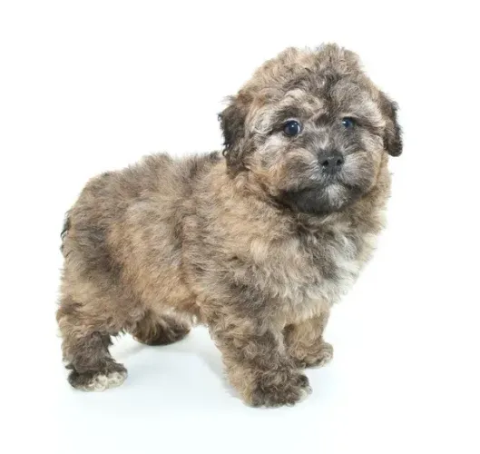york x poodle bem pequenos . otimos para pouco espaço