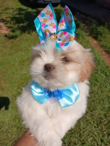 Shih Tzu