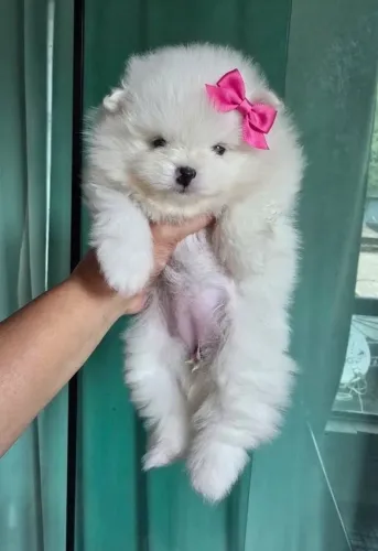 Spitz alemão fêmea