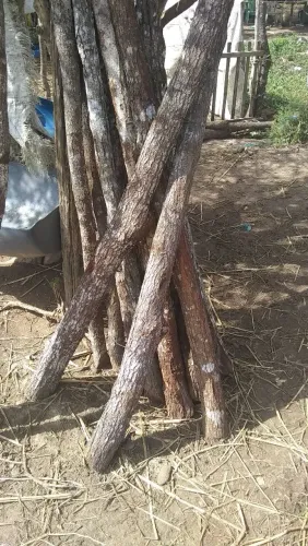 Venda de Estacas de madeia