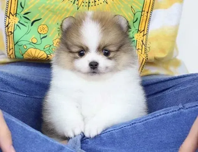 Lulu da pomerania anão ursinho linhagem importada e com pedigree