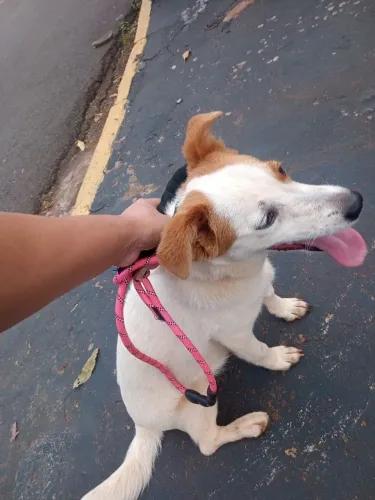 Doação cachorrinha 6 meses