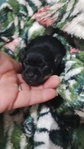 Pinscher fêmea 
