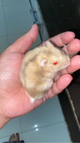 Filhote de hamster para reservar