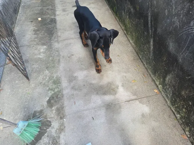 Doberman- 3 meses - Vacinado
