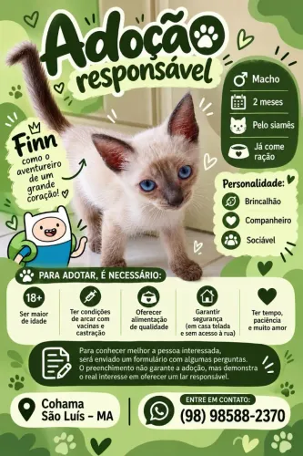 Finn (macho): Adoção Responsável | Gatinho Siamês - Macho, 2 Meses | São Luís