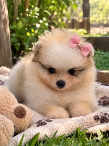 Lulu da pomerania fêmea 