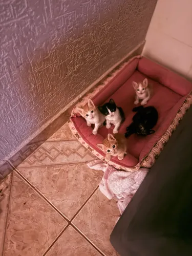 Gatos filhotes adoção responsável